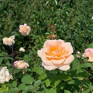 Meet your Posher, Rose